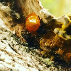 Cycloneda