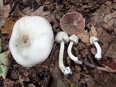 Agaricus leptocaulis
