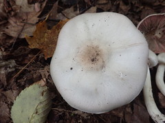 Agaricus leptocaulis