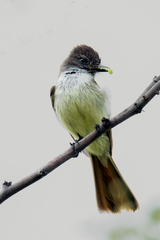 Myiarchus stolidus