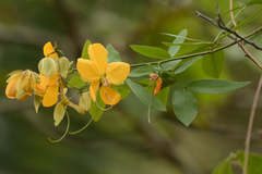 Senna splendida gloriosa