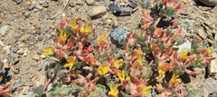 Acmispon decumbens decumbens