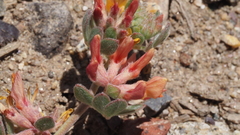 Acmispon decumbens decumbens
