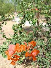 Bougainvillea