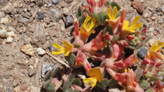Acmispon decumbens decumbens