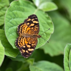 Anthanassa frisia
