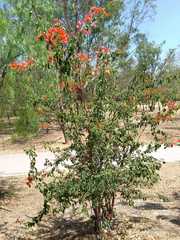 Bougainvillea