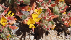 Acmispon decumbens decumbens