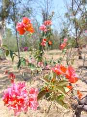 Bougainvillea