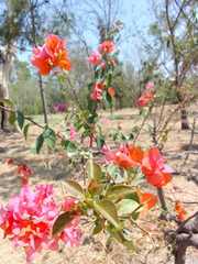 Bougainvillea