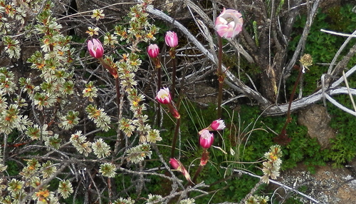 Anemone thomsonii image