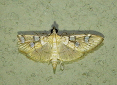 Cotachena histricalis