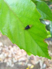 Craspedometopon basale