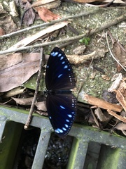 Euploea eunice hobsoni