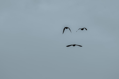 Psittacara chloropterus