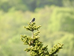 Junco hyemalis carolinensis