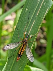 Hesperotipula