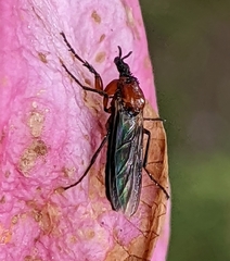 Dilophus strigilatus