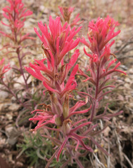 Castilleja angustifolia
