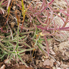 Castilleja angustifolia