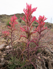 Castilleja angustifolia