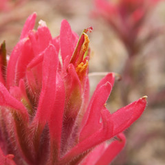Castilleja angustifolia