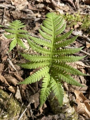 Phegopteris connectilis