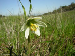 Fritillaria liliacea