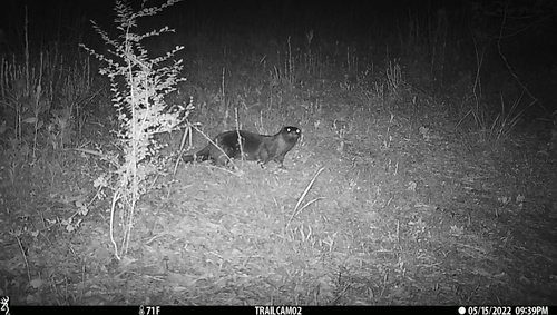North American River Otter photographed in North Carolina