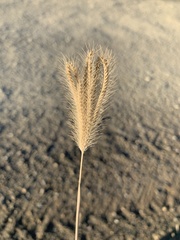 Poaceae