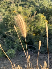 Poaceae