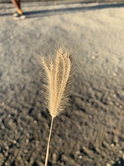Poaceae