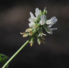 Astragalus agnicidus