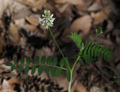 Astragalus agnicidus