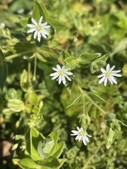 Stellaria littoralis