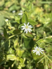 Stellaria littoralis