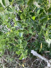 Azima tetracantha