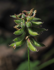 Astragalus agnicidus