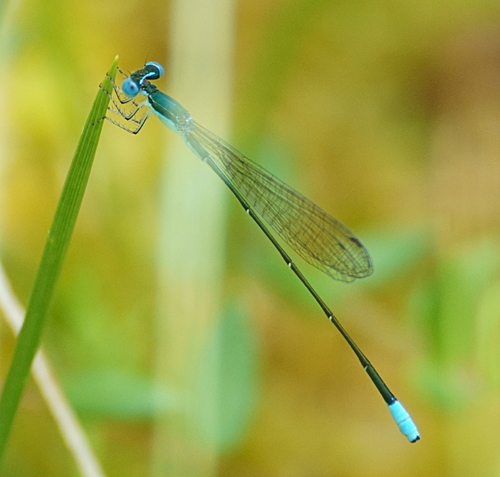 Sphagnum Sprite photo 4