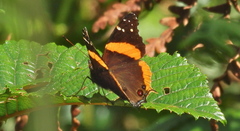 Vanessa dimorphica dimorphica