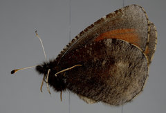Erebia discoidalis