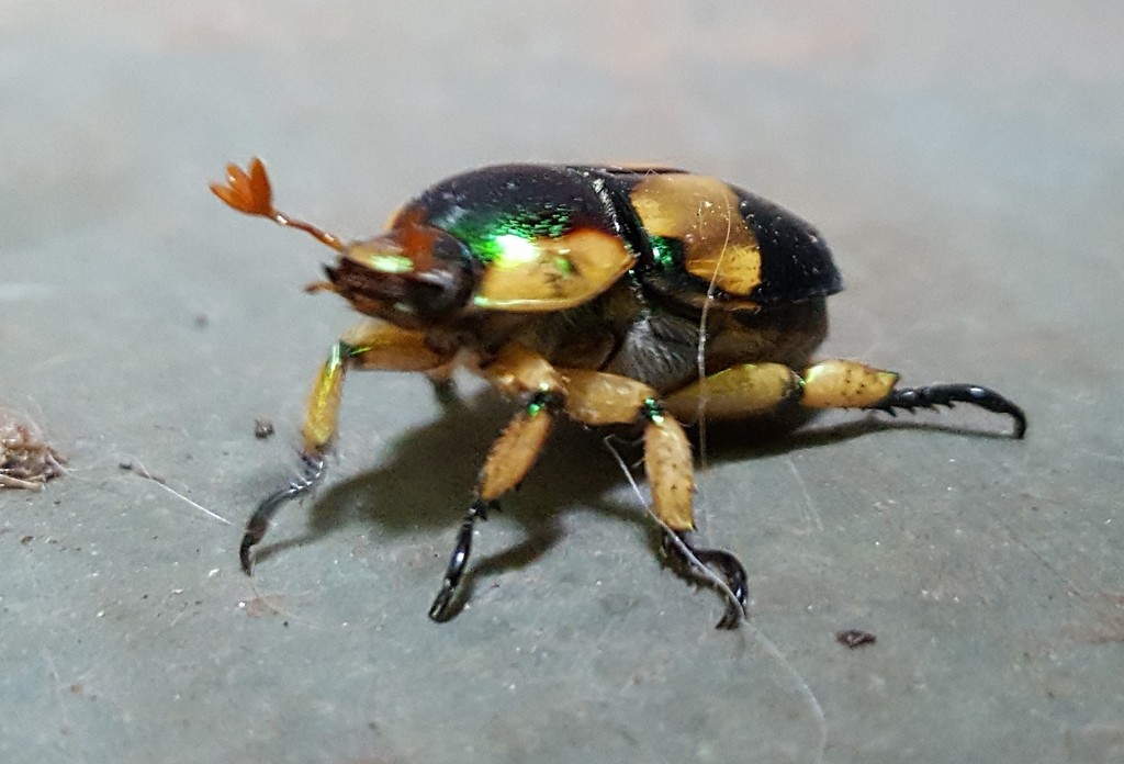 Pelidnota pulchella