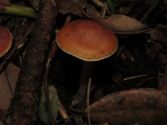 Cortinarius austroduracinus