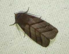Asta quadrilinea