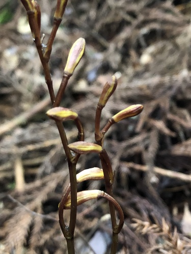 Lecanorchis suginoana iNat (1)