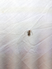 Exocentrus adspersus