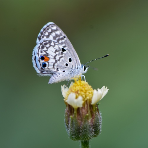 Nickerbean Blue | Native Nature