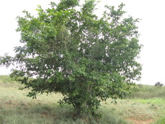 Sarcomphalus joazeiro