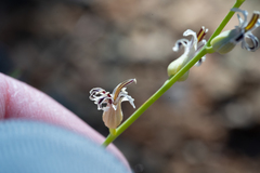 Streptanthus barbiger