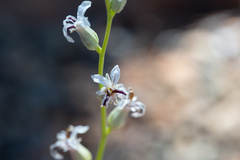 Streptanthus barbiger